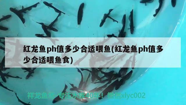 紅龍魚ph值多少合適喂魚(紅龍魚ph值多少合適喂魚食)