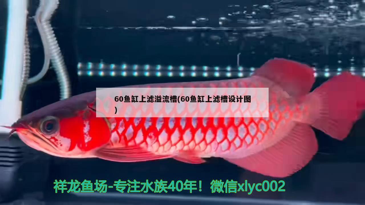 60魚缸上濾溢流槽(60魚缸上濾槽設(shè)計圖) 水族用品