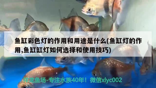 魚缸彩色燈的作用和用途是什么(魚缸燈的作用,魚缸缸燈如何選擇和使用技巧) 短身紅龍魚