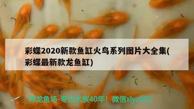 彩蝶2020新款魚缸火鳥系列圖片大全集(彩蝶最新款龍魚缸)