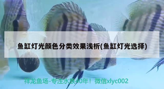 魚缸燈光顏色分類效果淺析(魚缸燈光選擇)