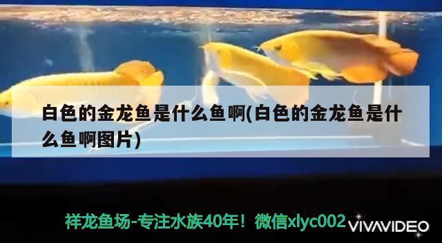 白色的金龍魚是什么魚啊(白色的金龍魚是什么魚啊圖片)