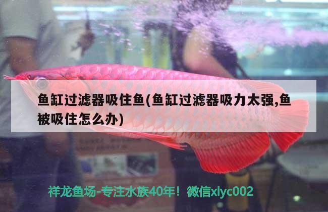 魚(yú)缸過(guò)濾器吸住魚(yú)(魚(yú)缸過(guò)濾器吸力太強(qiáng),魚(yú)被吸住怎么辦)