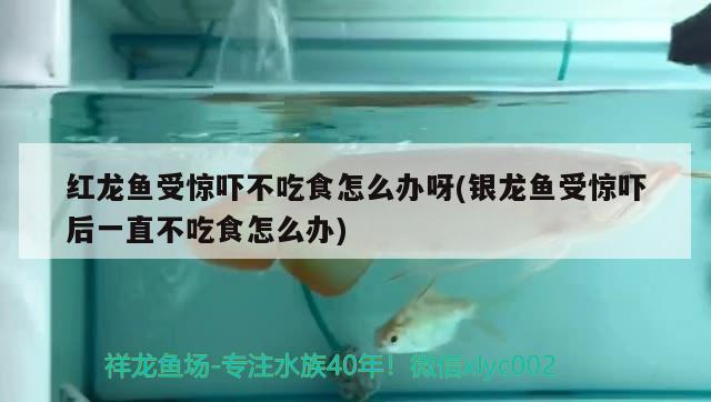 紅龍魚(yú)受驚嚇不吃食怎么辦呀(銀龍魚(yú)受驚嚇后一直不吃食怎么辦)