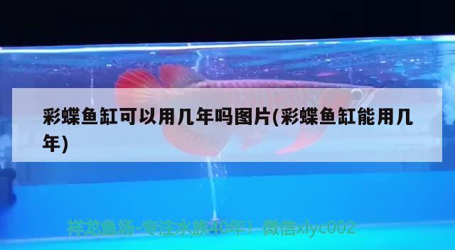 彩蝶魚缸可以用幾年嗎圖片(彩蝶魚缸能用幾年) 黃金夢幻雷龍魚