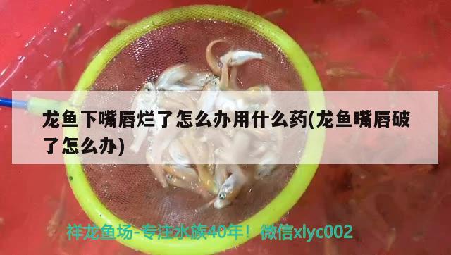 龍魚下嘴唇爛了怎么辦用什么藥(龍魚嘴唇破了怎么辦) 紅魔王銀版魚