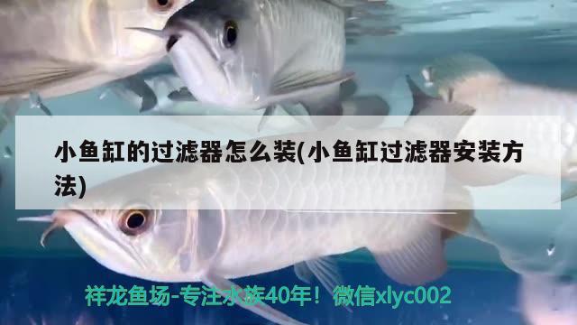 小魚缸的過(guò)濾器怎么裝(小魚缸過(guò)濾器安裝方法)