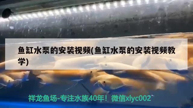 魚缸水泵的安裝視頻(魚缸水泵的安裝視頻教學(xué)) 魚缸水泵