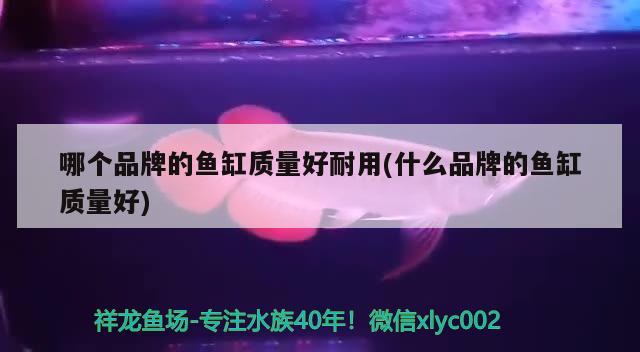 哪個(gè)品牌的魚缸質(zhì)量好耐用(什么品牌的魚缸質(zhì)量好)