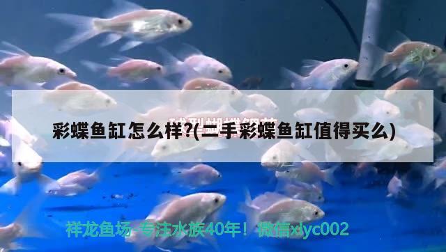 彩蝶魚缸怎么樣?(二手彩蝶魚缸值得買么) 圣菲埃及魚 第2張