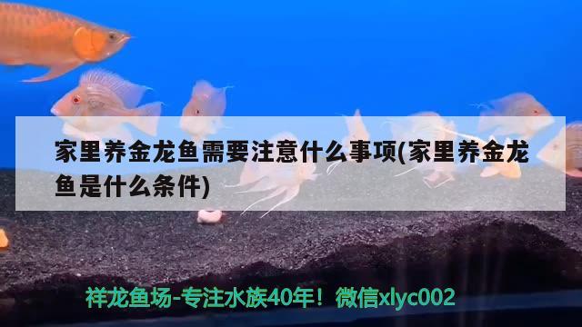 家里養(yǎng)金龍魚需要注意什么事項(家里養(yǎng)金龍魚是什么條件)