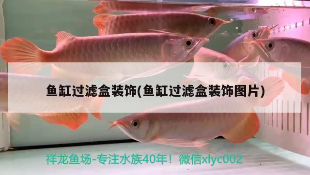 魚缸過(guò)濾盒裝飾(魚缸過(guò)濾盒裝飾圖片)