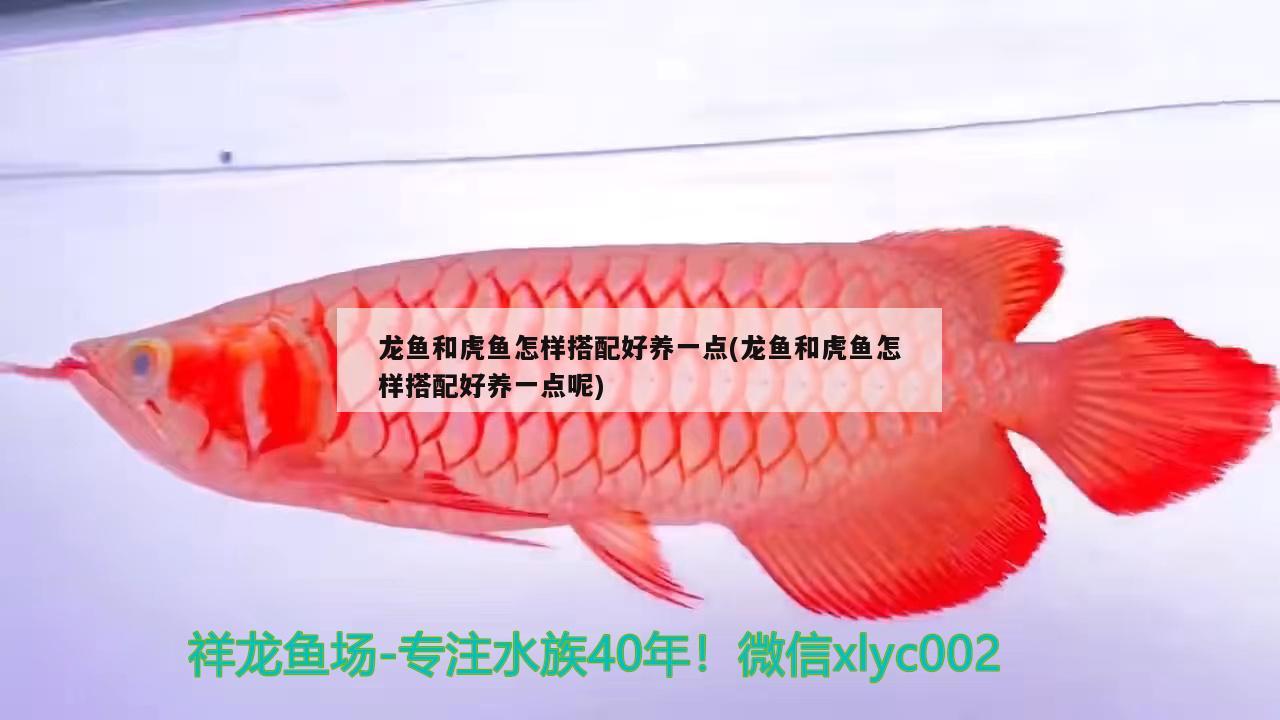 龍魚和虎魚怎樣搭配好養(yǎng)一點(diǎn)(龍魚和虎魚怎樣搭配好養(yǎng)一點(diǎn)呢) 虎魚百科