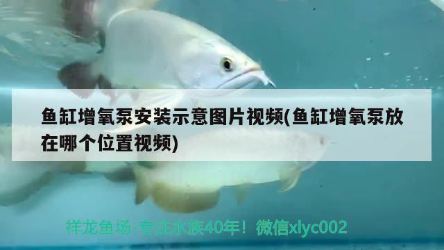 魚缸增氧泵安裝示意圖片視頻(魚缸增氧泵放在哪個位置視頻) 野生地圖魚