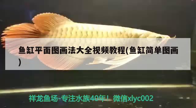 最好養(yǎng)的常溫觀賞魚排名（常溫觀賞魚種類有什么） 大日玉鯖魚 第2張