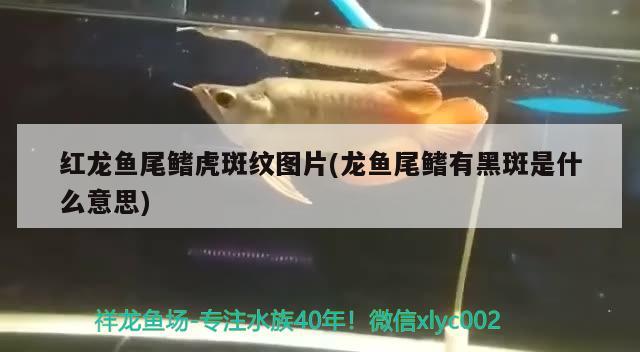 紅龍魚尾鰭虎斑紋圖片(龍魚尾鰭有黑斑是什么意思) 白子銀版魚苗