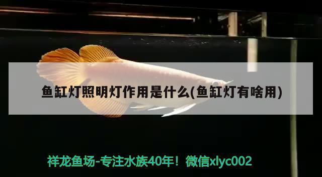 魚缸燈照明燈作用是什么(魚缸燈有啥用)