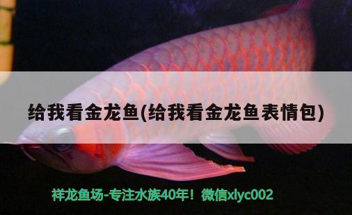 給我看金龍魚(給我看金龍魚表情包) 一眉道人魚