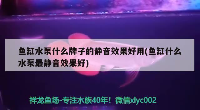 通過明教圣貓的考驗(yàn)：通過明教圣貓的考驗(yàn)有哪些 貓貓 第2張