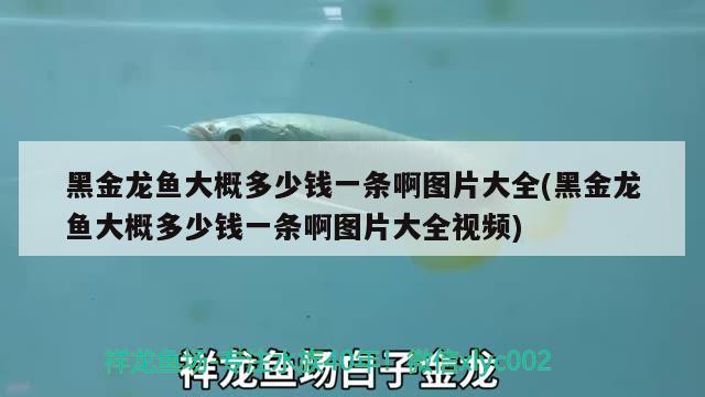 黑金龍魚大概多少錢一條啊圖片大全(黑金龍魚大概多少錢一條啊圖片大全視頻)