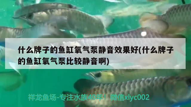 什么牌子的魚缸氧氣泵靜音效果好(什么牌子的魚缸氧氣泵比較靜音啊) 申古三間魚