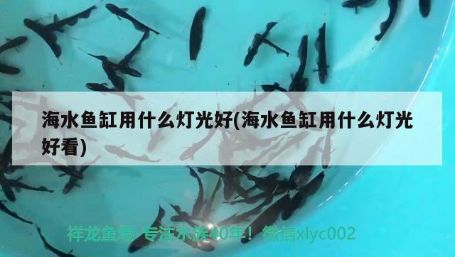 海水魚缸用什么燈光好(海水魚缸用什么燈光好看) 海水魚