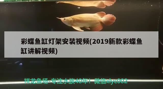 彩蝶魚缸燈架安裝視頻(2019新款彩蝶魚缸講解視頻) 名貴錦鯉魚