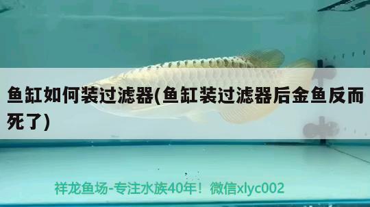 魚缸如何裝過濾器(魚缸裝過濾器后金魚反而死了)