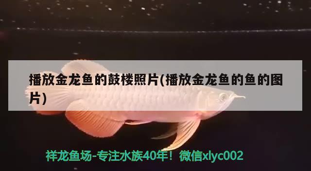 播放金龍魚的鼓樓照片(播放金龍魚的魚的圖片) 充氧泵