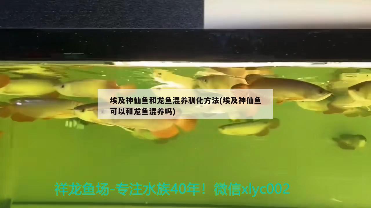 埃及神仙魚和龍魚混養(yǎng)馴化方法(埃及神仙魚可以和龍魚混養(yǎng)嗎)