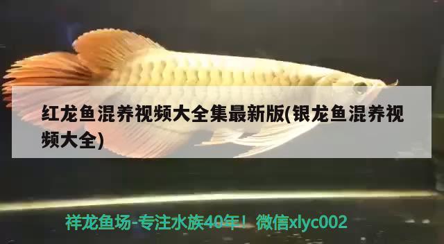 紅龍魚混養(yǎng)視頻大全集最新版(銀龍魚混養(yǎng)視頻大全)