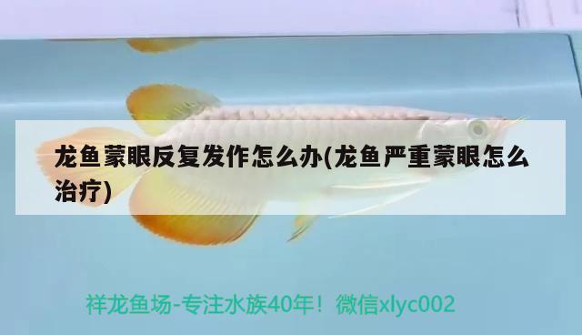 龍魚蒙眼反復(fù)發(fā)作怎么辦(龍魚嚴(yán)重蒙眼怎么治療)