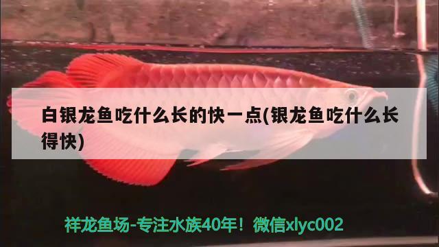 白銀龍魚吃什么長的快一點(銀龍魚吃什么長得快)