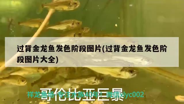 過背金龍魚發(fā)色階段圖片(過背金龍魚發(fā)色階段圖片大全)