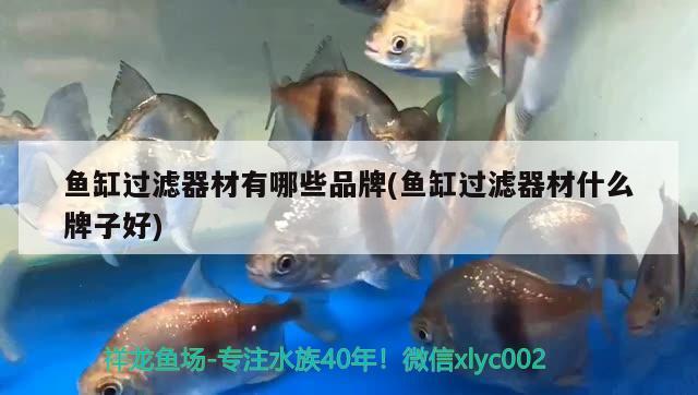 魚缸過濾器材有哪些品牌(魚缸過濾器材什么牌子好) 白子關(guān)刀魚苗