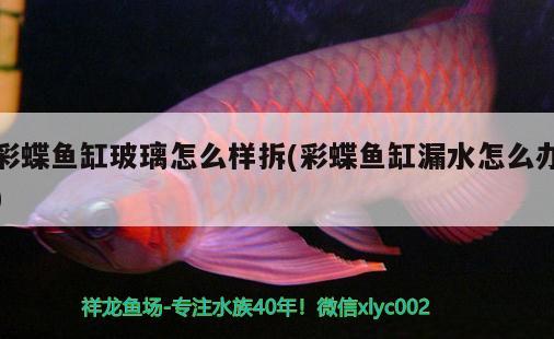 彩蝶魚缸玻璃怎么樣拆(彩蝶魚缸漏水怎么辦)