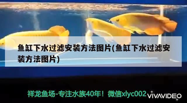 魚缸下水過濾安裝方法圖片(魚缸下水過濾安裝方法圖片) 熊貓異形魚L46