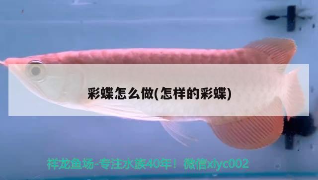 彩蝶怎么做(怎樣的彩蝶) 慈雕魚