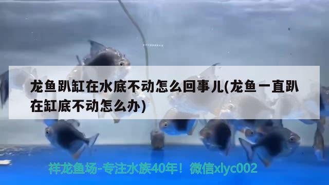 高背金龍魚能長多大圖片視頻教程(60公分高背金龍魚視頻) 高背金龍魚