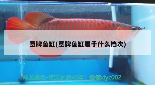 意牌魚缸(意牌魚缸屬于什么檔次) 國產(chǎn)元寶鳳凰魚