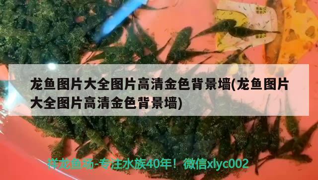 翹嘴魚是不是銀龍魚的一種魚，翹嘴魚是銀龍魚的一種魚（翹嘴魚是不是銀龍魚的一種魚）