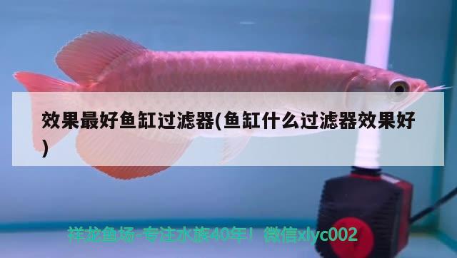 效果最好魚缸過濾器(魚缸什么過濾器效果好) 金老虎魚