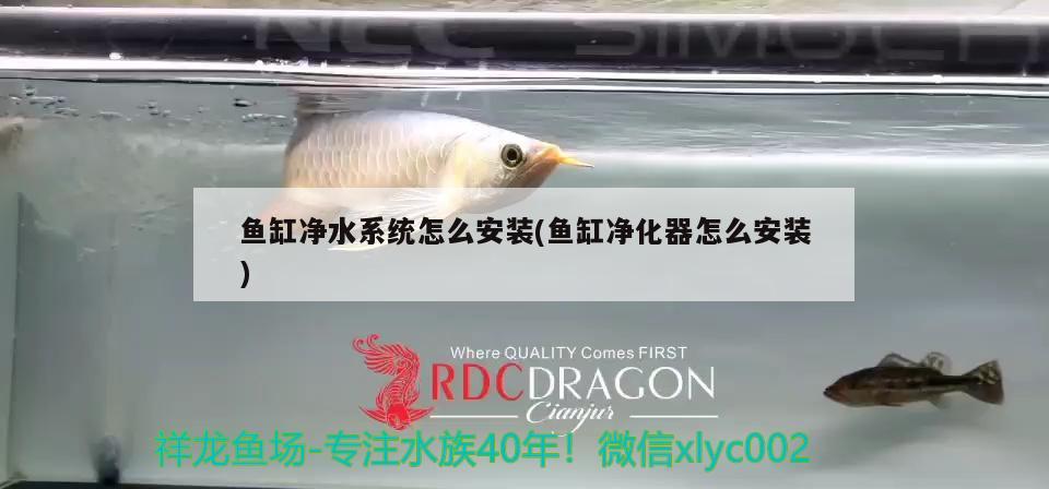 魚缸凈水系統(tǒng)怎么安裝(魚缸凈化器怎么安裝) 祥龍水族護理水