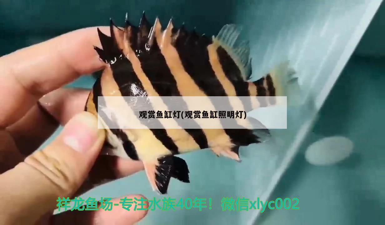 觀賞魚缸燈(觀賞魚缸照明燈)