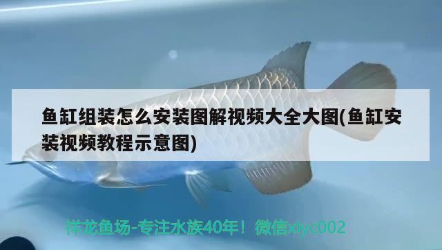 魚缸組裝怎么安裝圖解視頻大全大圖(魚缸安裝視頻教程示意圖)