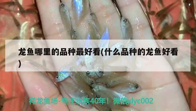 龍魚哪里的品種最好看(什么品種的龍魚好看) 馬拉莫寶石魚