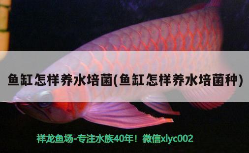 魚缸怎樣養(yǎng)水培菌(魚缸怎樣養(yǎng)水培菌種) 魚缸水質(zhì)穩(wěn)定劑