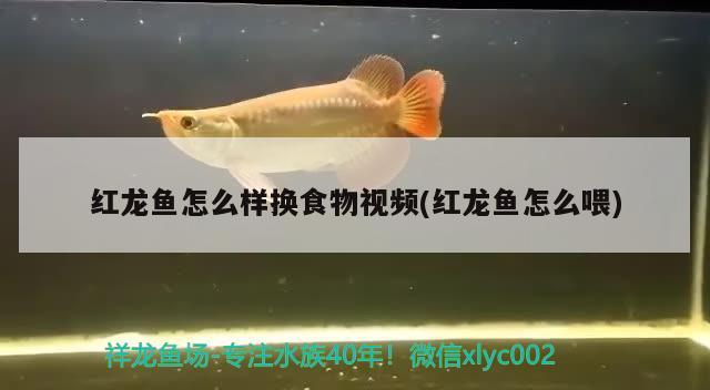 魚缸凈水效果最好的藥 魚缸凈水用什么藥 泰國斗魚