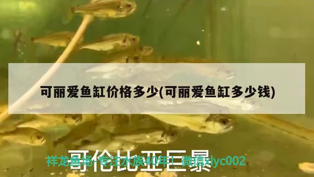 可麗愛魚缸價格多少(可麗愛魚缸多少錢) 黃鰭鯧魚