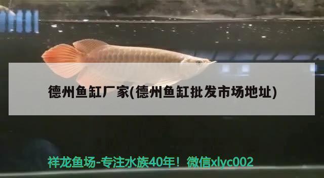 德州魚缸廠家(德州魚缸批發(fā)市場地址) 銀龍魚